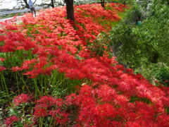 散歩道の彼岸花2
