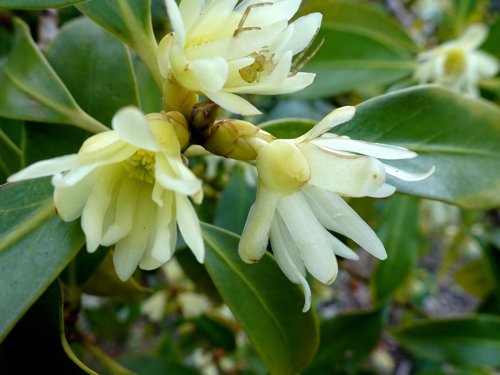 花蜘蛛さんのお宿