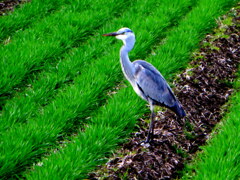 おいしかったよ