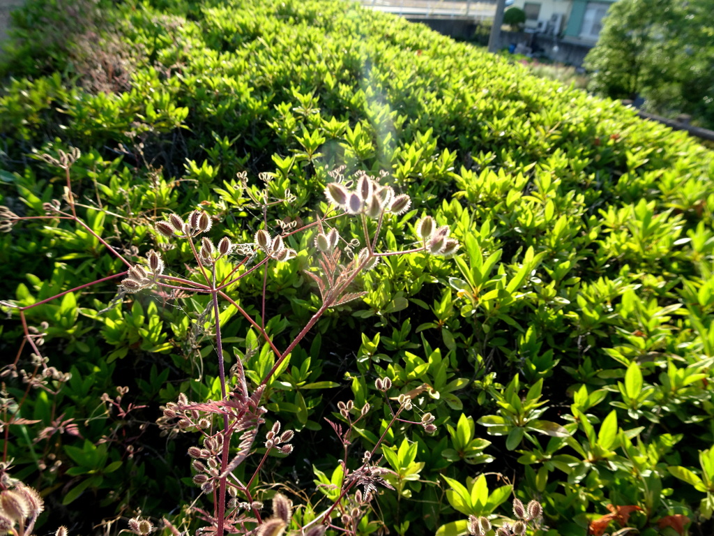 新緑とヤブジラミ種の紅葉？