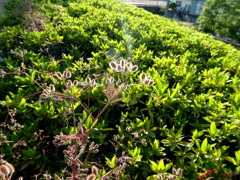 新緑とヤブジラミ種の紅葉？