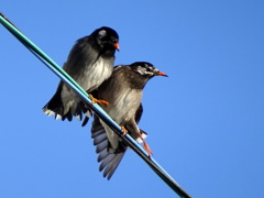ムクさんご夫婦