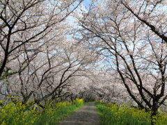 花のトンネル