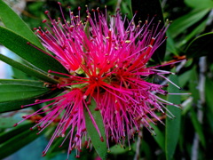 ブラシノキ開花