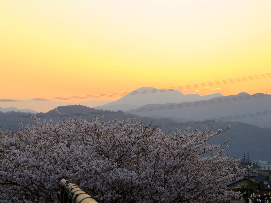夕焼けの伊吹山と桜