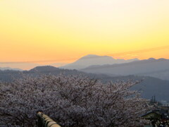 夕焼けの伊吹山と桜
