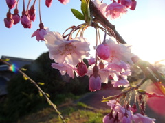 枝垂れ2