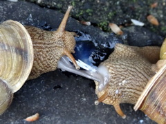 カタツムリ交尾(2)