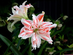 八重のアマリリス