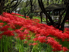 散歩道の彼岸花3