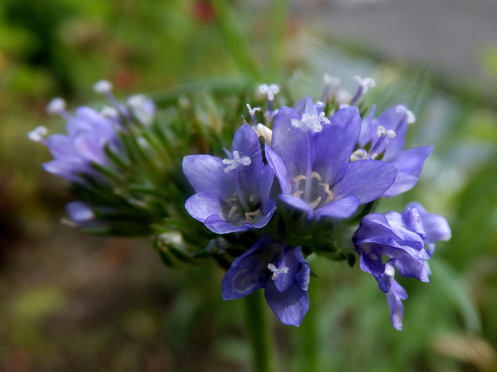 何の花でしょうか。