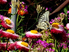 選り取り見取り