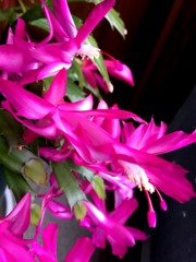 シャコバサボテン2