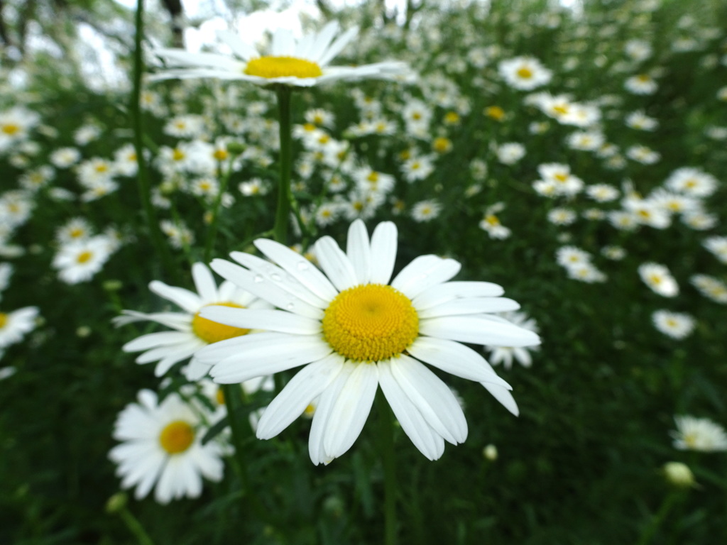 ドアップ　見てね私を