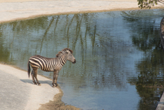 サバンナ気分