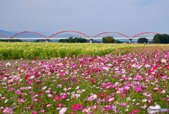 水道橋と秋桜