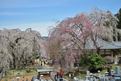 天空のしだれ桜