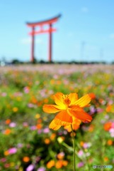 小泉稲荷大鳥居と秋桜