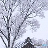 一日だけの雪国