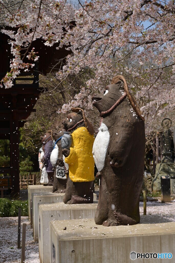 狸と桜