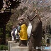 狸と桜