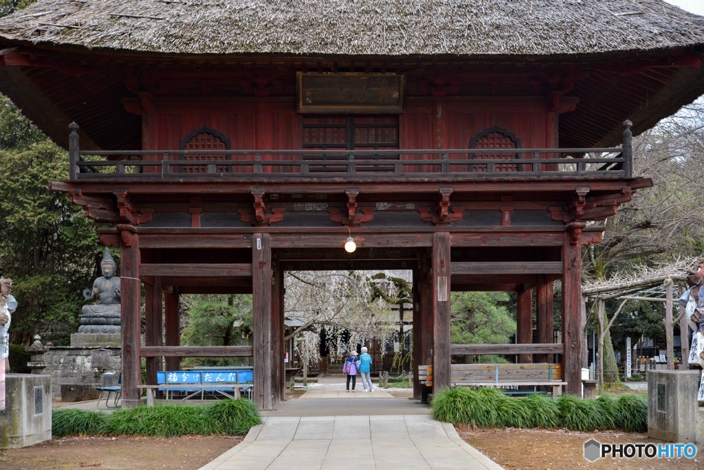 春の茂林寺