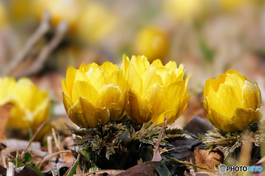 春近し(冬の花)