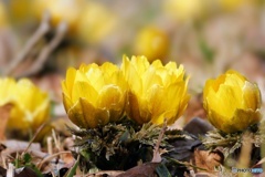 春近し(冬の花)