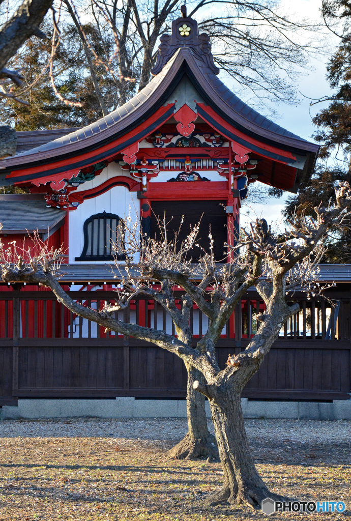 天神様の梅