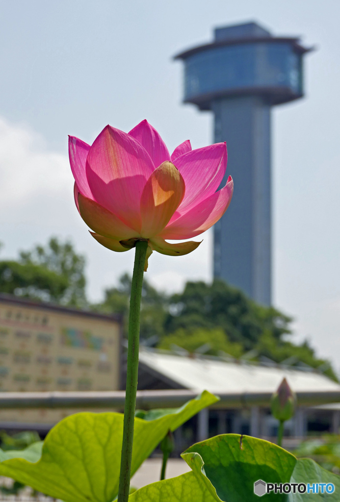 蓮の開花