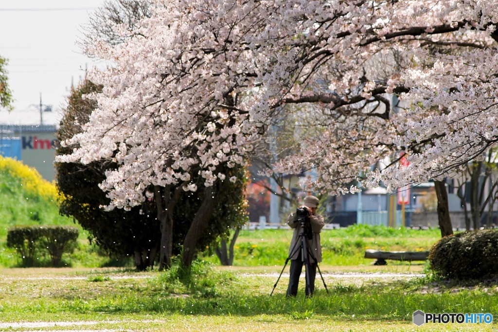 桜吹雪