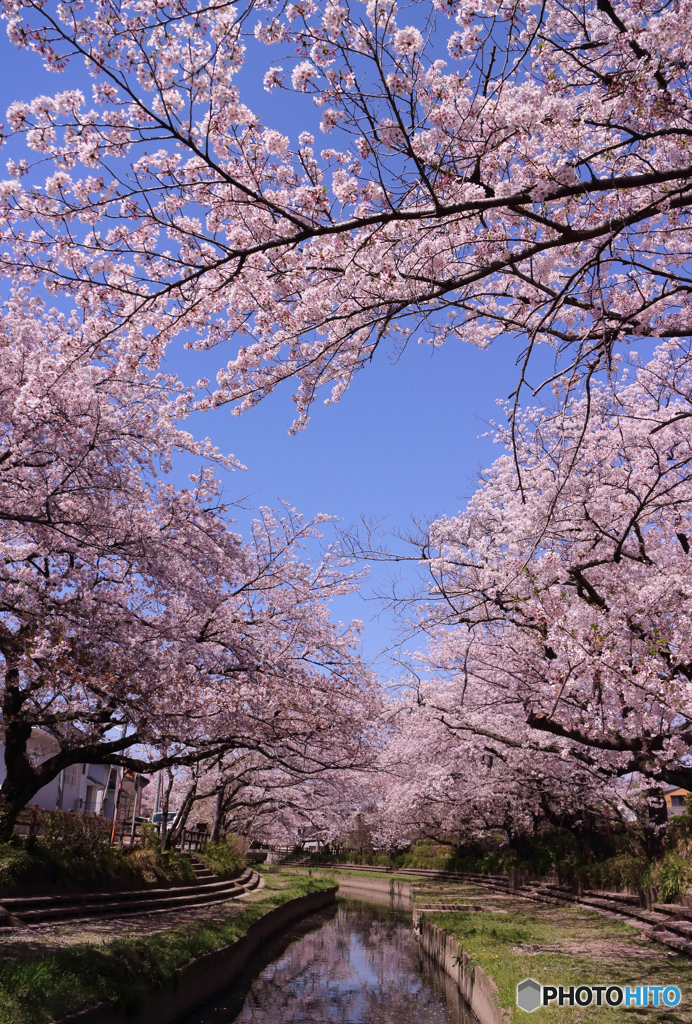 桜、桜、桜