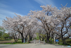 兵(つわもの)どもが 夢の跡