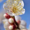梅の花(冬の花)