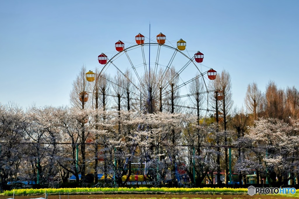 観覧車と桜