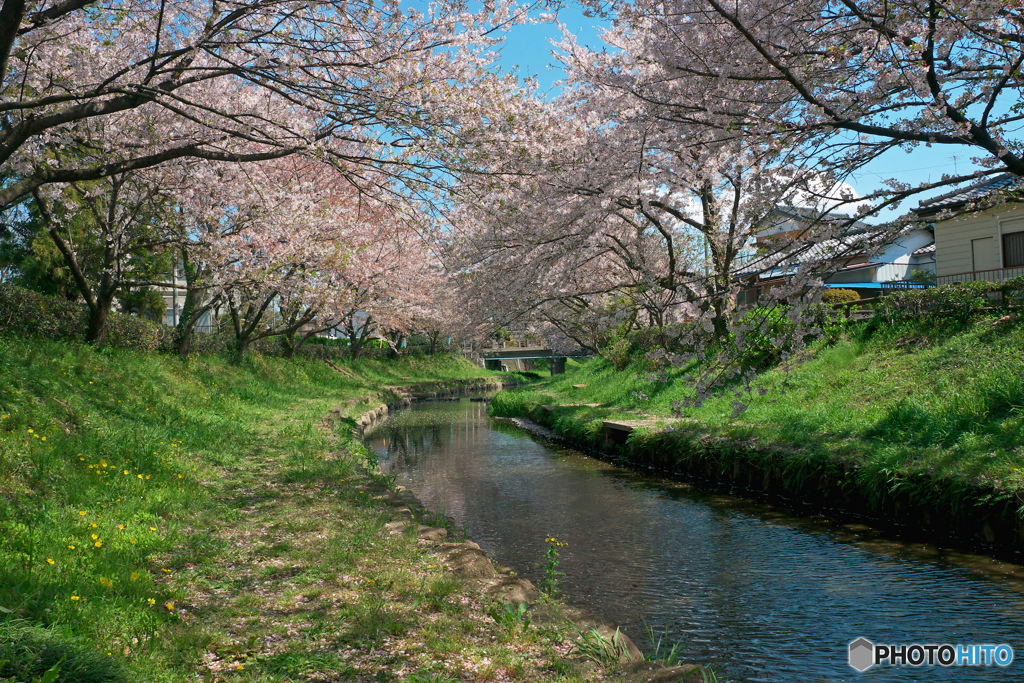 元荒川の桜並木