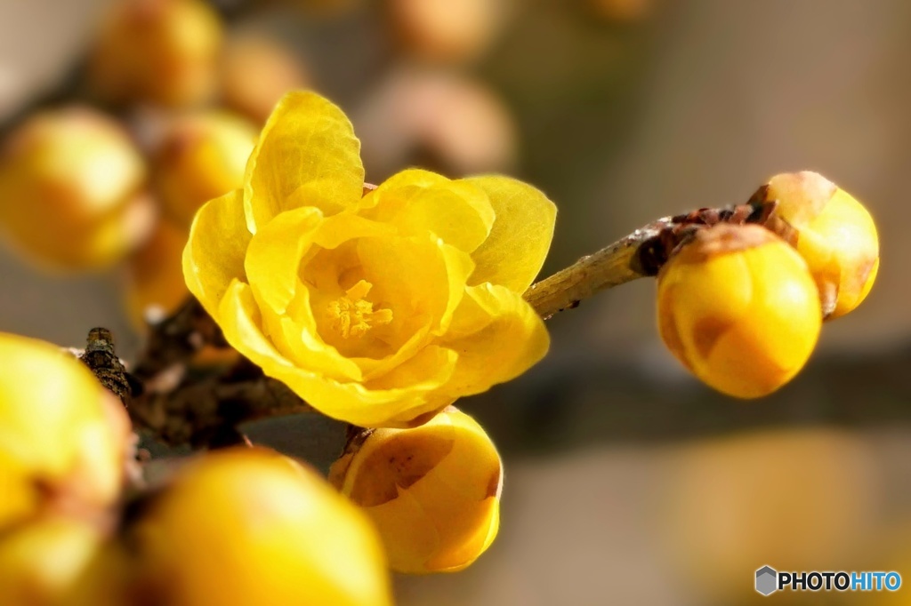 蝋梅香る(冬の花)