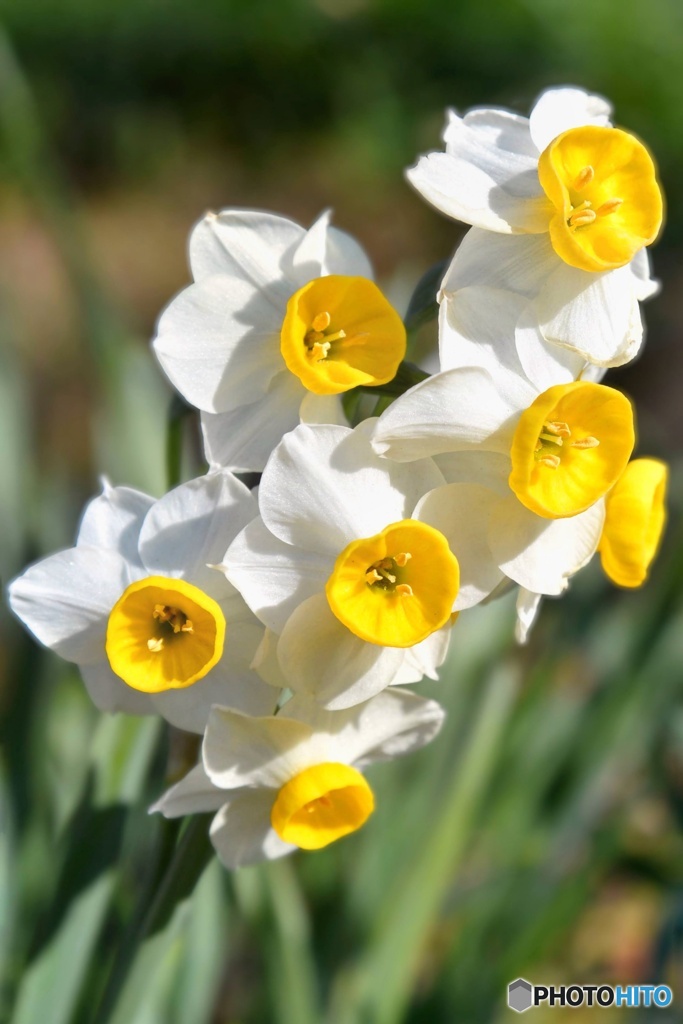 日本水仙(冬の花)