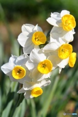 日本水仙(冬の花)