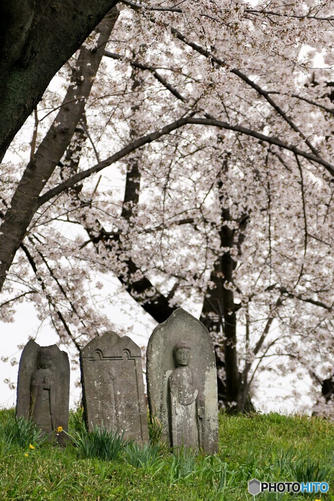 石仏様と桜