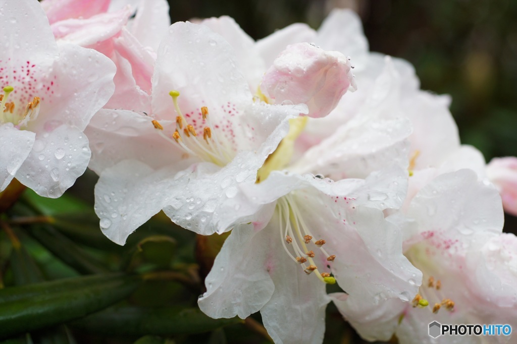 雨の日の散歩(3)