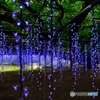 6月の藤