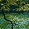 緑色づくし