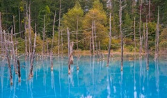 青い池　初秋