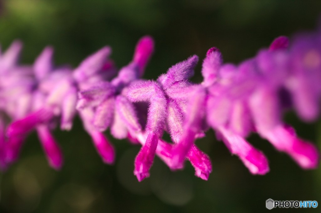 花の有刺鉄線