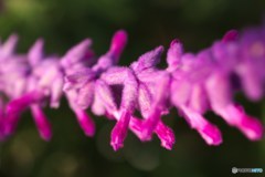 花の有刺鉄線