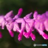 花の有刺鉄線