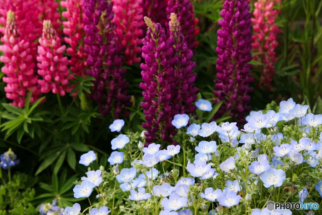 ネモフィラとルピナス