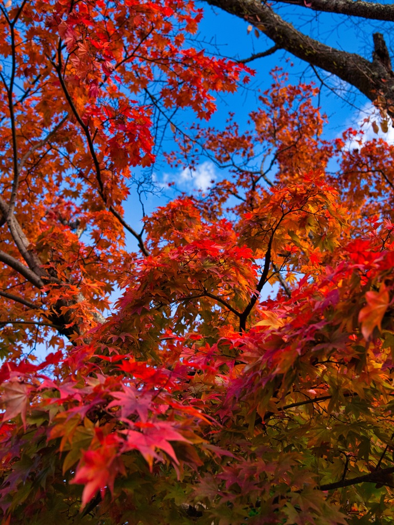 青空と紅葉