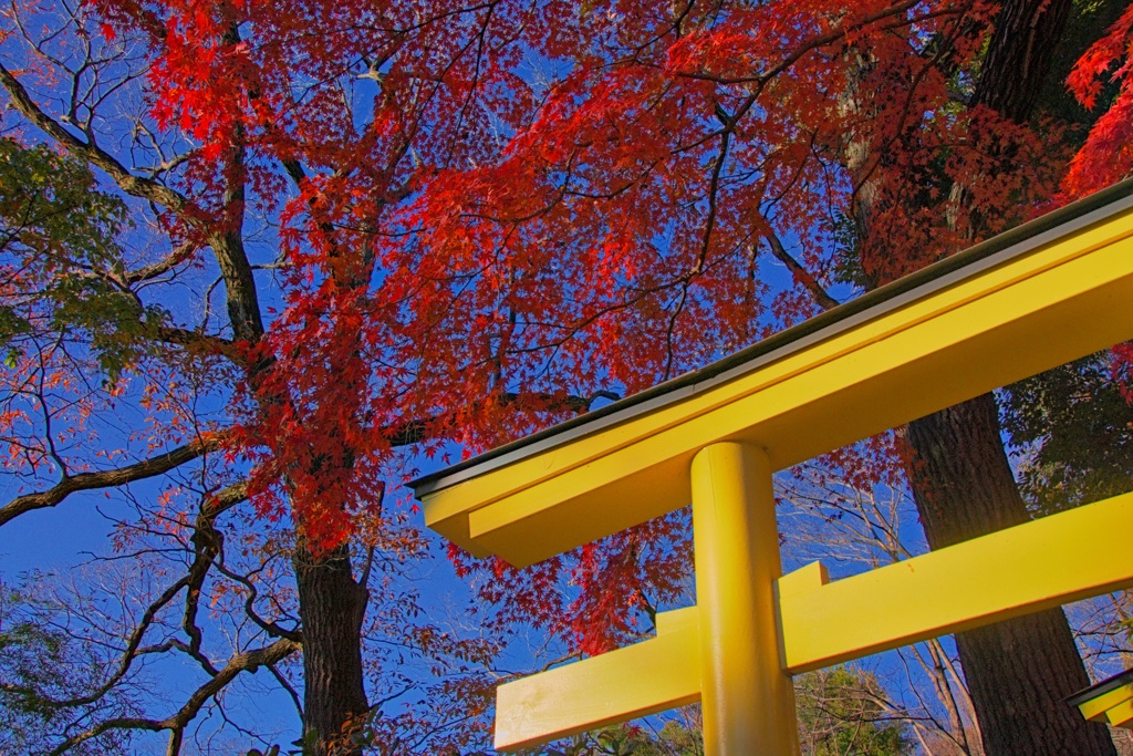 鳥居と紅葉